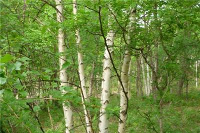 大量采購叢生白樺樹 當然得去種植基地